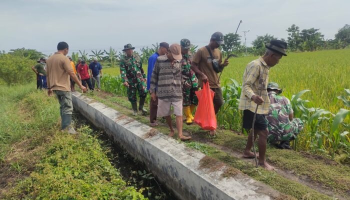 Gempur Tikus, PJ Danramil Pucuk Satukan Kekuatan Selamatkan Sawah Petani ‎