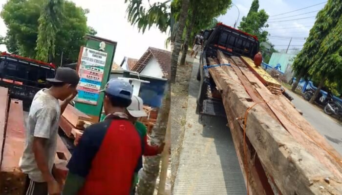 Diam Seribu Bahasa, Kades Sumberjo dan Camat Trucuk Bojonegoro Diduga Tutupi Penjualan Kayu Aset Desa
