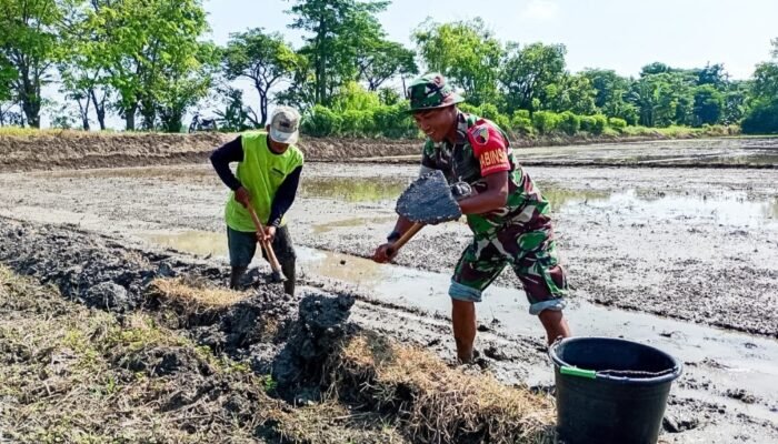 Babinsa Sumberrejo Bojonegoro Bantu Petani Kedungrejo Tanam Padi