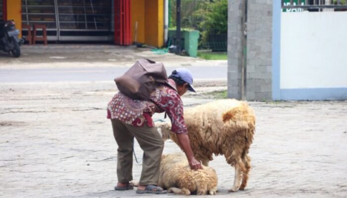Dapat 2 Domba Ples 100 Kg Pakan, Warga Bojonegoro Senyum Lebar