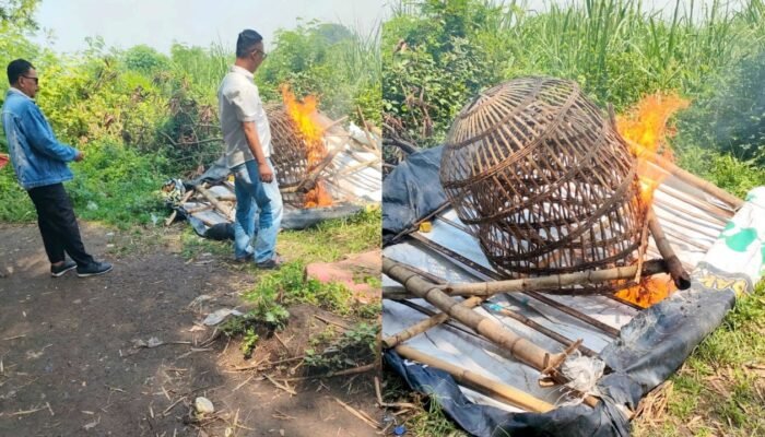Gerak Cepat Polsek Prambon Sidoarjo: Arena Sabung Ayam Dibakar