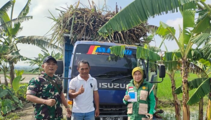 Babinsa Ngimbang Kawal Distribusi Bibit Tebu Untuk Perkuat Ketahanan Pangan