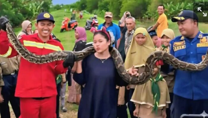 ‎Induk Sanca Dievakuasi Bersama Puluhan Telur Di Lamongan