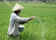 Organik Tersendat Phonska Melambung: Begini Peta Pupuk di Bojonegoro