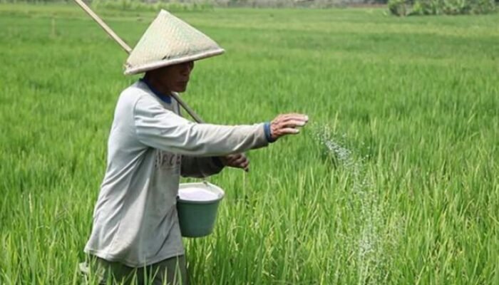Organik Tersendat Phonska Melambung: Begini Peta Pupuk di Bojonegoro