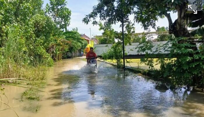 ‎Banjir Rendam Sawah Lamongan, Petani Dilanda Cemas