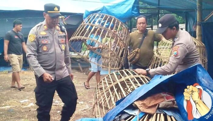 Polisi Gerebek Judi Sabung Ayam Singojuruh Banyuwangi, Berakhir Hangus Dilalap Api
