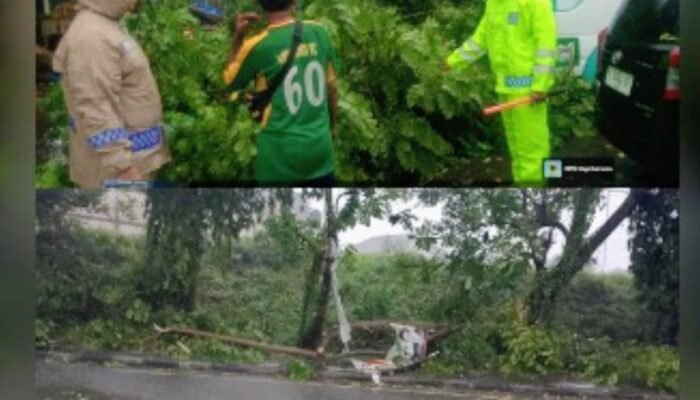 ‎Polsek Babat Bergerak Cepat Tangani Pohon Tumbang Usai Hujan Deras ‎