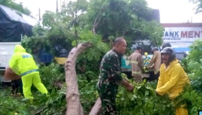 Motor Rusak Tertimpa Pohon, Aparat Lamongan Gabungan Bergerak Cepat di Babat