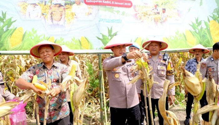 Panen Raya Jagung 2026, Polres Kediri Perkuat Sinergi Petani dan Pemerintah