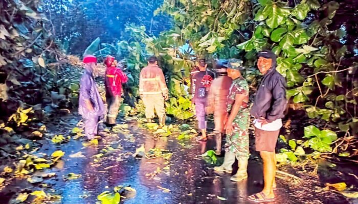 Hujan Deras Picu Pohon Tumbang, Jalur Ngimbang Bluluk Lamongan Sempat Lumpuh