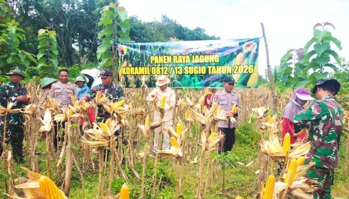 Panen Jagung 2 Hektare di Sugio Lamongan, Bukti Nyata TNI Jaga Ketahanan Pangan