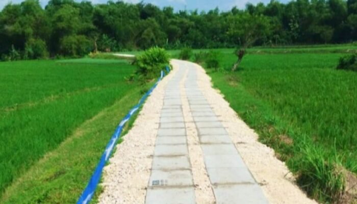 Jalan Sawah Jadi Prioritas, Bojonegoro Bangun 163 JUT Tahun Ini