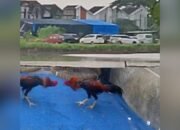 Arena Sabung Ayam di Sedati Sidoarjo Ramai, Warga Desak Aparat Bertindak