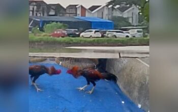 Arena Sabung Ayam di Sedati Sidoarjo Ramai, Warga Desak Aparat Bertindak