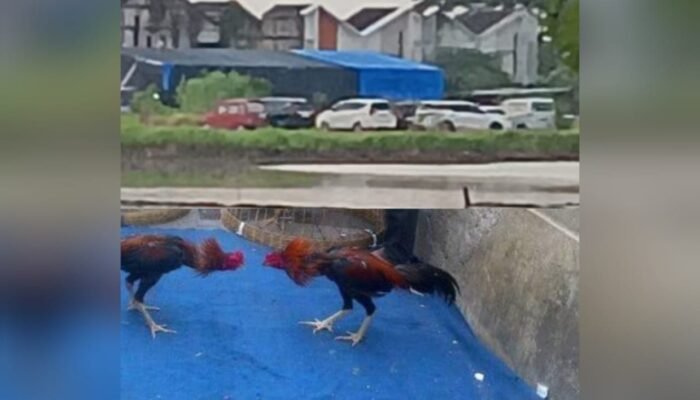 Arena Sabung Ayam di Sedati Sidoarjo Ramai, Warga Desak Aparat Bertindak