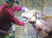 Kasus PMK Terdeteksi, Disnakkan Bojonegoro Minta Peternak Tak Panik