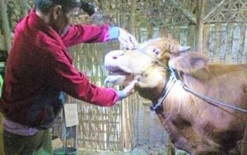 Kasus PMK Terdeteksi, Disnakkan Bojonegoro Minta Peternak Tak Panik