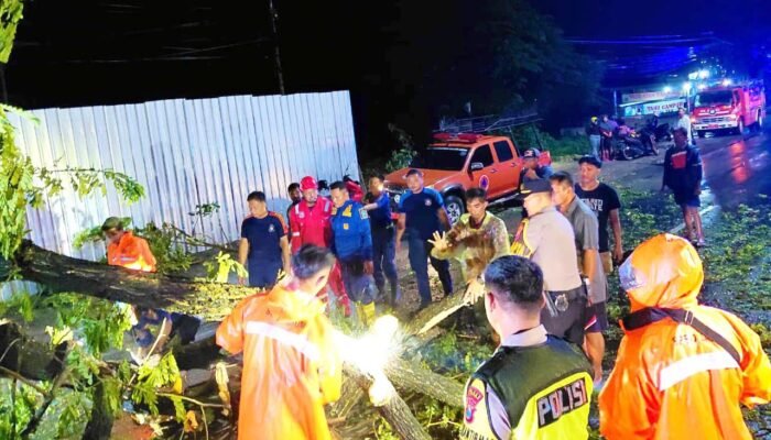 Hujan dan Angin Kencang, Polisi Evakuasi Mobil Tertimpa Pohon di Sukodadi Lamongan
