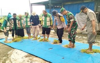 Sinergi TNI Polri dan Petani di Munungrejo Lamongan Buahkan Hasil Melimpah