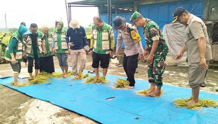 Sinergi TNI Polri dan Petani di Munungrejo Lamongan Buahkan Hasil Melimpah