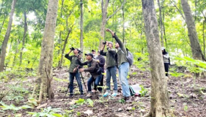 Harta Karun Hayati Bojonegoro Terkuak: Puluhan Anggrek Langka Muncul di Hutan Produksi
