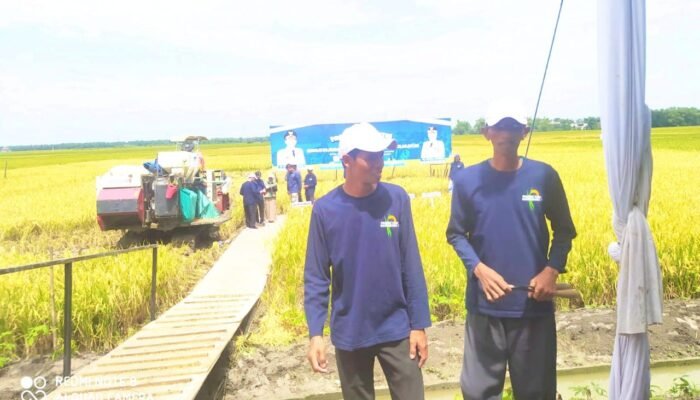 Bayemgede Bojonegoro Cetak Rekor, 2 Hektare Padi Gamagora 7 Diprediksi Hasilkan 11 Ton