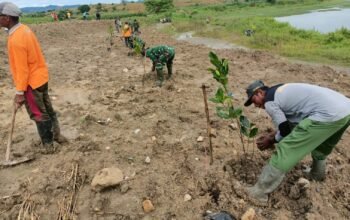 Mitigasi Bencana, Tiga Pilar di Kedungsumber Temayabg Bojonegoro Tanam  Ratusan Pohon Produktif