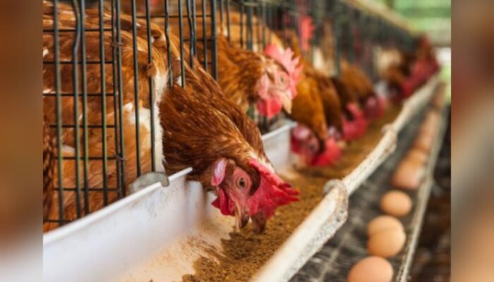 Program Gayatri: Dari 54 Ayam Warga Bojonegoro Ini Kantongi Rp60 Ribu per Hari