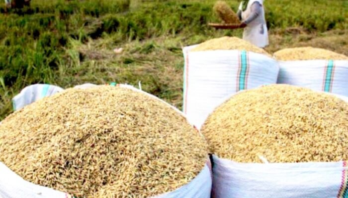 Petani Bojonegoro Panen Raya, DKPP Pastikan Harga Gabah Tetap Menguntungkan