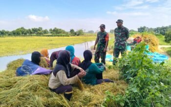 Sawah Gempoltukmloko Lamongan Dikawal TNI, Ketahanan Pangan Aman
