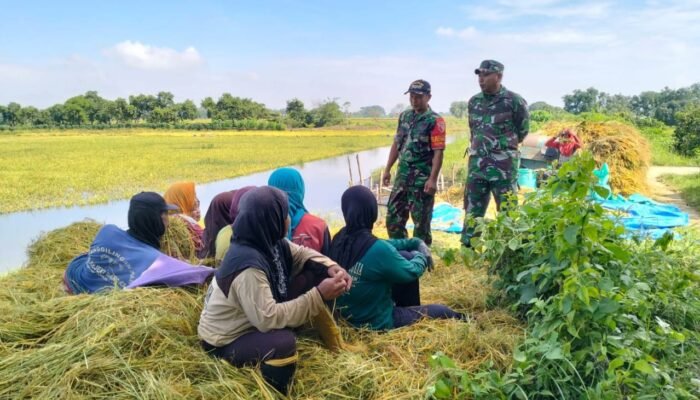 Sawah Gempoltukmloko Lamongan Dikawal TNI, Ketahanan Pangan Aman