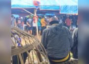 Sabung Ayam Bangorejo Banyuwangi Ramai Tiap Akhir Pekan, Ke Mana Penegakan Hukum