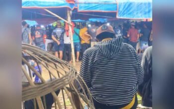 Sabung Ayam Bangorejo Banyuwangi Ramai Tiap Akhir Pekan, Ke Mana Penegakan Hukum