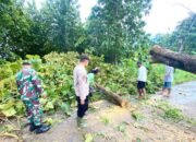 Aksi Heroik Babinsa Ngimbang Lamongan: Evakuasi Pohon Tumbang di Tengah Hujan Deras