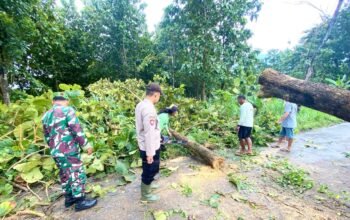 Aksi Heroik Babinsa Ngimbang Lamongan: Evakuasi Pohon Tumbang di Tengah Hujan Deras
