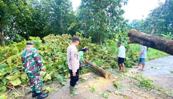 Aksi Heroik Babinsa Ngimbang Lamongan: Evakuasi Pohon Tumbang di Tengah Hujan Deras