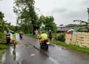 Detik-detik Pohon Jati Perhutani Roboh Tutup Akses Ardirejo Lamongan