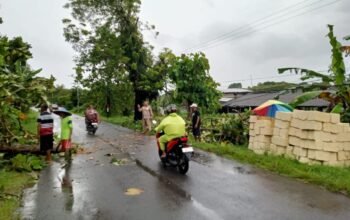 Detik-detik Pohon Jati Perhutani Roboh Tutup Akses Ardirejo Lamongan