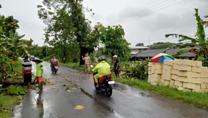 Detik-detik Pohon Jati Perhutani Roboh Tutup Akses Ardirejo Lamongan