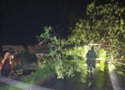 Respon Kilat Call Center 110: Polisi dan Warga Lamongan Kompak Babat Pohon Tumbang di Bluluk