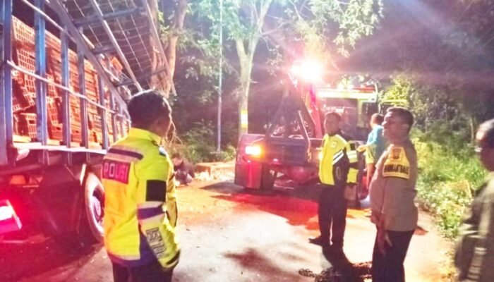 Kronologi Truk Ayam Tabrak Pohon di Bubulan Bojonegoro, Sopir Selamat