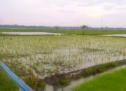 Sawah Bojonegoro Timur Tergenang Air, Petani Harap Hujan Terus Turun