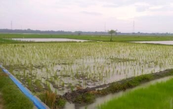 Sawah Bojonegoro Timur Tergenang Air, Petani Harap Hujan Terus Turun
