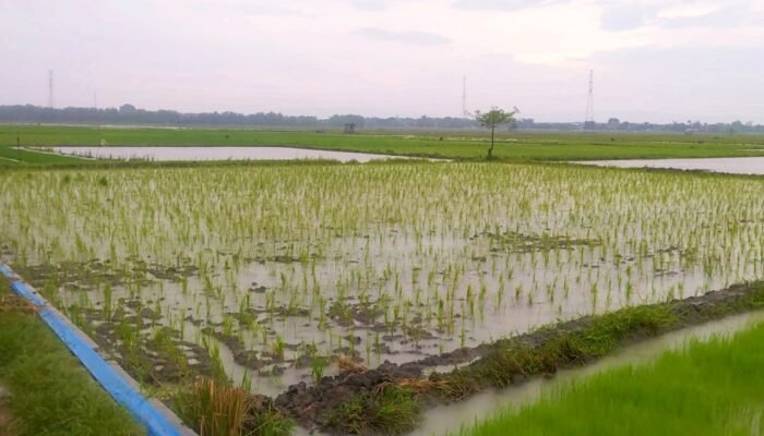 Sawah Bojonegoro Timur Tergenang Air, Petani Harap Hujan Terus Turun
