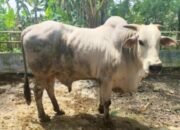 Resmi, Sapi PO Bojonegoro Diakui Nasional, Ini 5 Keunggulan Utamanya