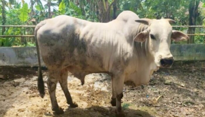 Resmi, Sapi PO Bojonegoro Diakui Nasional, Ini 5 Keunggulan Utamanya