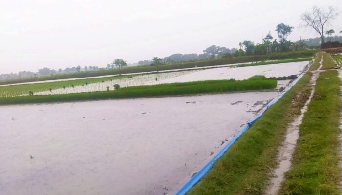 Cuaca Bojonegoro Hari Ini: Siang Diguyur Hujan Ringan, Pagi Hingga Malam Berawan