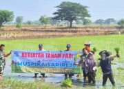 Aksi Babinsa Sarirejo Lamongan, Dampingi Petani Simbatan Tanam Padi Hingga Panen