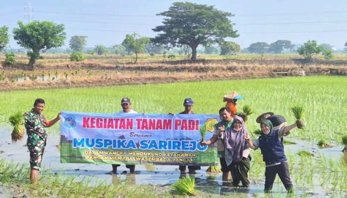 Aksi Babinsa Sarirejo Lamongan, Dampingi Petani Simbatan Tanam Padi Hingga Panen
